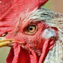 За полгода поголовье птицы в Мурманской области сократилось на 90%