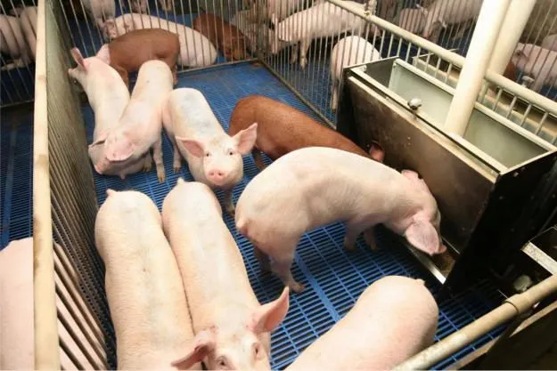 фотография продукта свинина живым весом